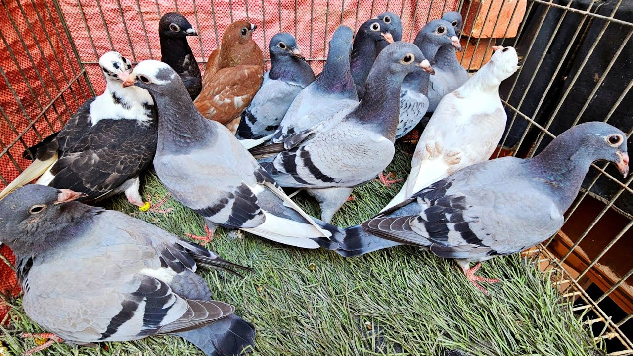 جايب حمام جديد😯تعالي شوف استقبال الحمام ازاي👌