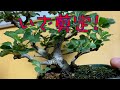 Chojubai pruning　長寿梅の剪定