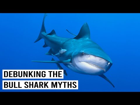 BULL SHARKS: MINDLESS PREDATORS OR MISUNDERSTOOD?