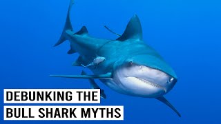 BULL SHARKS: MINDLESS PREDATORS OR MISUNDERSTOOD?
