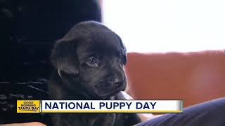Humane Society hosts 'Bark in the Park'