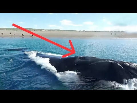 鲸鱼连呼吸都要浮出水面，如果它睡着了，会不会被淹死？