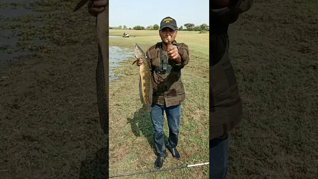 murrel fish. Ka shikar