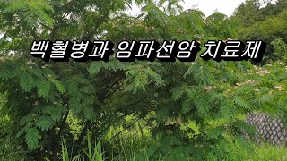 아직까지 특별한 치료제가 없다고하는 폐기종과 폐고혈압의 명약