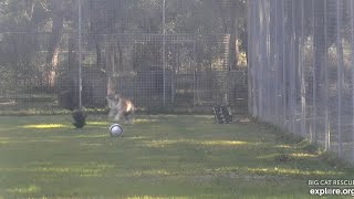 Surprise! I'm a tiger! -signed Jasmine tiger at Big Cat Rescue.