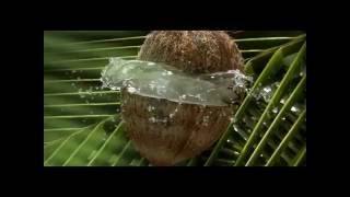 Shalimar Purity Ad