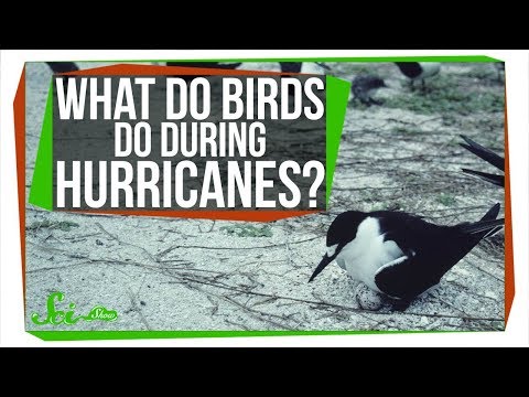 What Happens to Birds During Hurricanes?