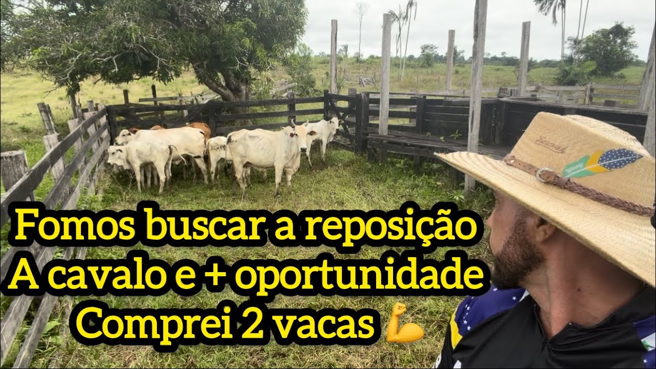 Fui buscar o gado reposição a cavalo e mas uma oportunidade comprei mas 2 vacas 