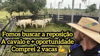 Fui buscar o gado reposição a cavalo e mas uma oportunidade comprei mas 2 vacas 