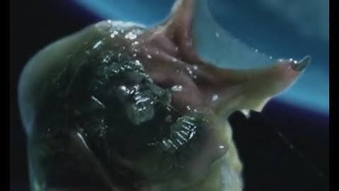 predalien scenes predator xenomorph hybrid