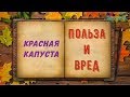 Краснокочанная капуста-Польза и вред_(Здоровье)_Alexandrite