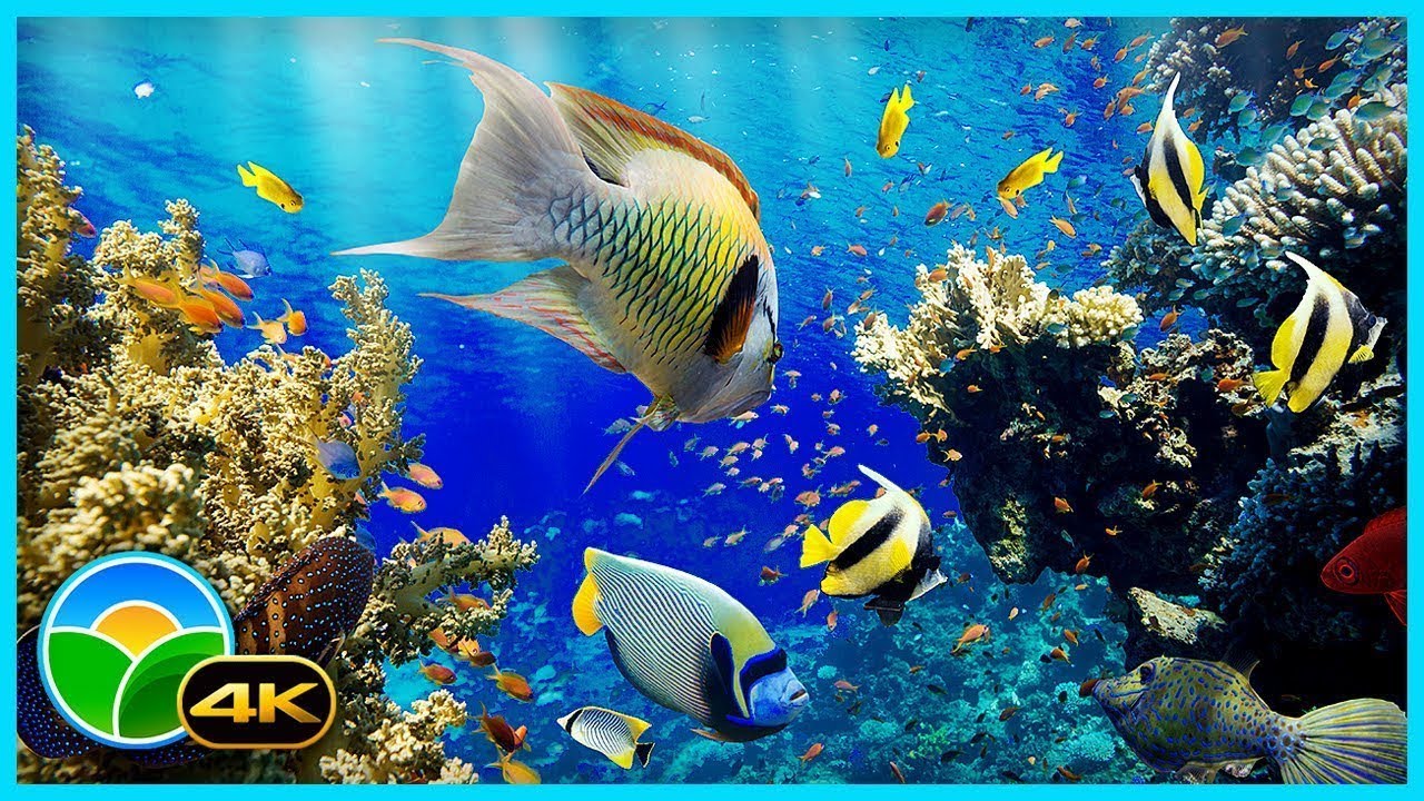 AQUARIUM MUSIQUE DOUCE Relaxante, Calme Nature Relaxation 4K YouTube