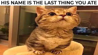 CAT MEMES 10