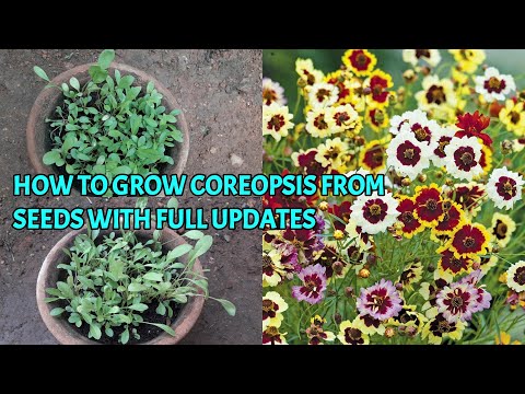 Video: Coreopsis I Thjeshtë