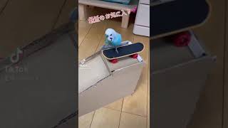 スケボーインコのタロ ②　安定感最高！