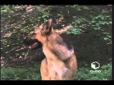 Animorphs - German Shepherd Morph - YouTube