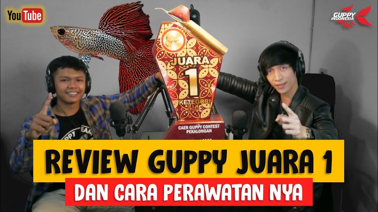 REVIEW GUPPY LACE JUARA 1 KONTES PEKALONGAN DAN CARA PERAWATAN GUPPY KONTES