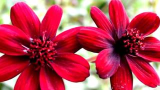 Flower Photo Good Angel screenshot 5