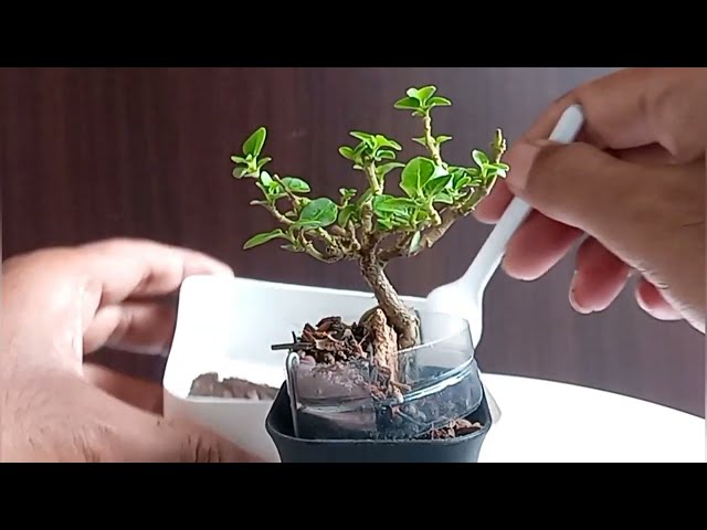How To Train Mini Bonsai Roots on Stone 💥💥💥 #bonsai #sancang #ontherock