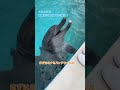 イルカの鳴き声の秘密