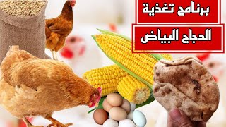 أعلاف الدواجن |علف الدجاج البياض واضافات العيش والذرة الي العلف ???