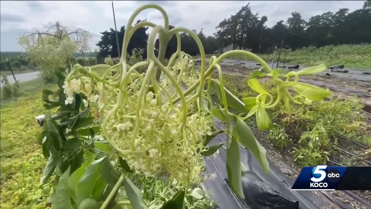 Oklahoma department to investigate apparent attack on local farm