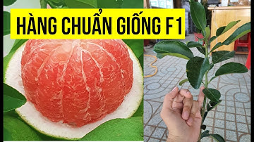Bưởi Ruby ĐÚNG GIỐNG CHẤT LƯỢNG F1 nhập khẩu từ Thái Lan❤ SIÊU THỊ CÂY GIỐNG 0907773733  ❤