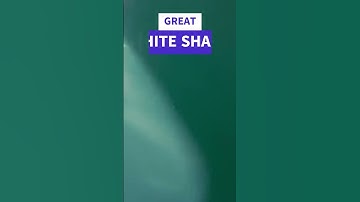 Great White Shark Jaws Unleashed: Discovering the Secrets @Manimalistic #shorts #youtubeshorts