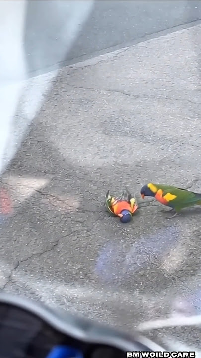 A kind-hearted girl found a weak rainbow lorikeet lying on the road and than.....#shorts