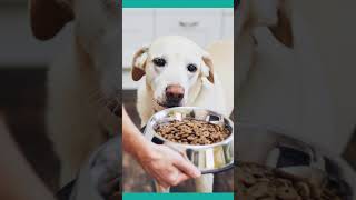 Purina Pro Plan High Protein Dog wet Food in 2023 #shorts_video