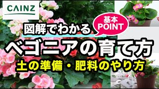 ベゴニアの育て方 栽培方法 鉢植えok カインズ花図鑑 Youtube