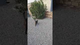 Molly the cat loves her bush