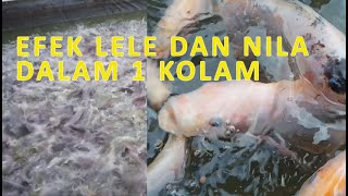 Efek Ikan Nila dan Ikan Lele Dalam Satu Kolam