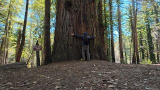 Hugged a Redwood | Trail Running at Henry Cowell State Park #hiking #santacruzmountains #california