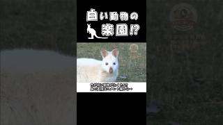 タスマニアの離島には白い動物の楽園が⁉【どうぶつ奇想天外／WAKUWAKU】