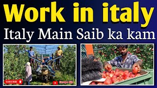 italy main saib ka kam II Work in italy II italy main apple ka kam II Agriculture work II #youtube