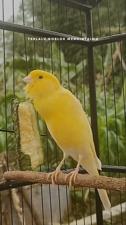 BURUNG KENARI GACORR #storywa #kenari #kicaumaniaindonesia #story #kenarigacor #shorts
