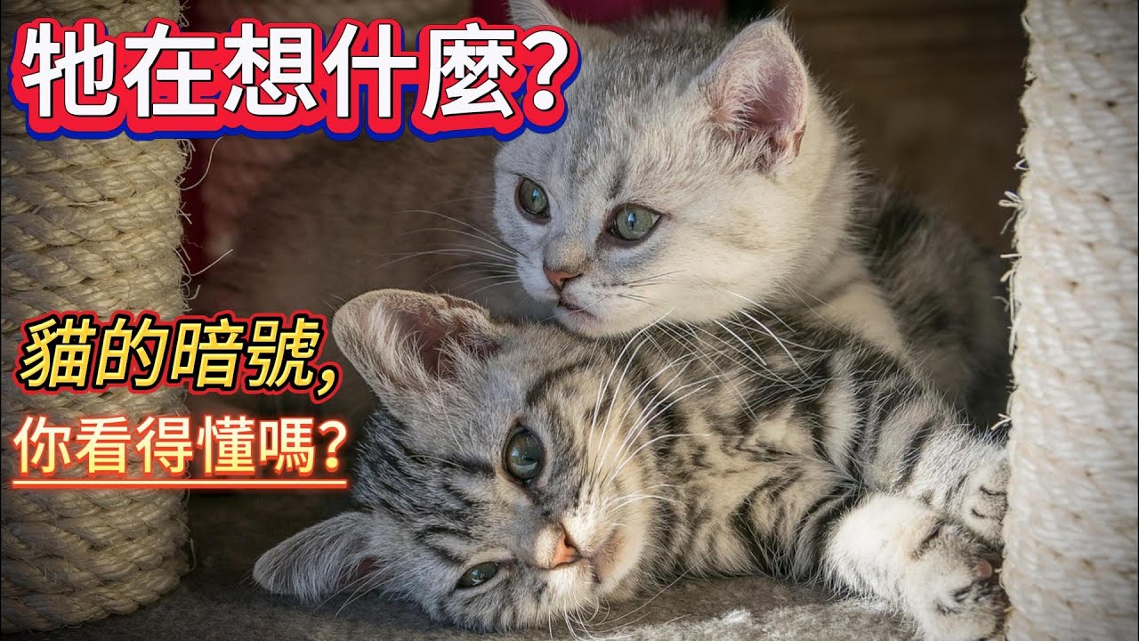 👉《貓為什麼盯著你？10 種你從未聽過的真實行為密碼》