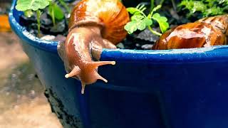 Snail Trail Diaries: A Rainy Day Adventure​Meet My Garden Buddies!