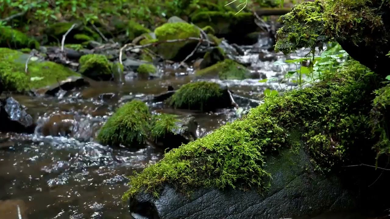 Mossy Creek - Nature Sounds 1HR for Relaxing Meditation Sleep White Noise ASMR
