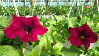 Sere De Flori