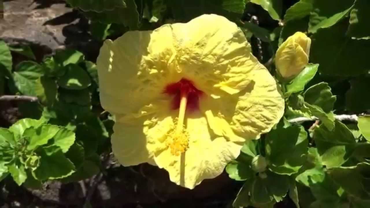 Hibiscus hawaiian flower yellow hawaii oahu honolulu waikiki park