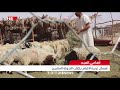 ليبيا اليوم أضاحي العيد إهمال تربية الأغنام يكلف الدولة الملايين