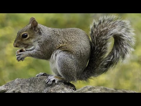 Vídeo: Dades interessants sobre els esquirols i els esquirols voladors