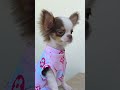 Meet...Prince Tokyo Gizmo Hilton! | Paris Hilton