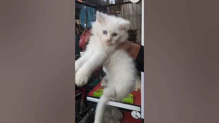 Video 3873601: persian cat meow sound, persian cat funny fighting, persian cat mating, persian cat playing funny, persian cat dog, games cats mating, beautiful white cat, cat pure