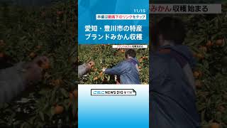 赤みがかったオレンジ色のミカン｢あかね夕焼け姫｣の収穫始まる　酸味が少なくコクのある甘みが特徴 #チャント