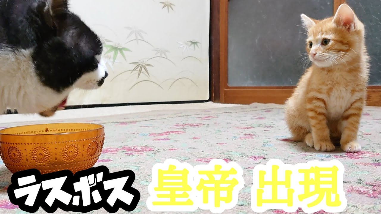 保護猫 子猫 一週間目 先住保護猫ラッキーと子猫モックン が完全に打ち解け茶トラ兄弟なりました Youtube