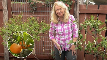 Citrus Plant Cold Weather Protection with Heather Kendall | Central Texas Gardener