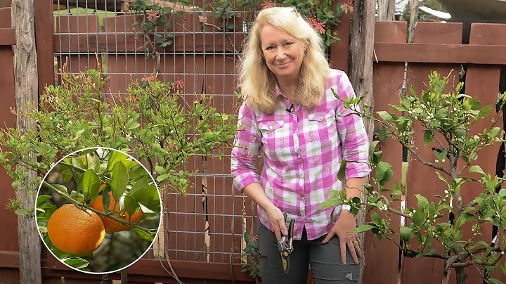 Citrus Plant Cold Weather Protection with Heather ...